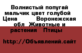 Волнистый попугай мальчик.цвет голубой › Цена ­ 500 - Воронежская обл. Животные и растения » Птицы   